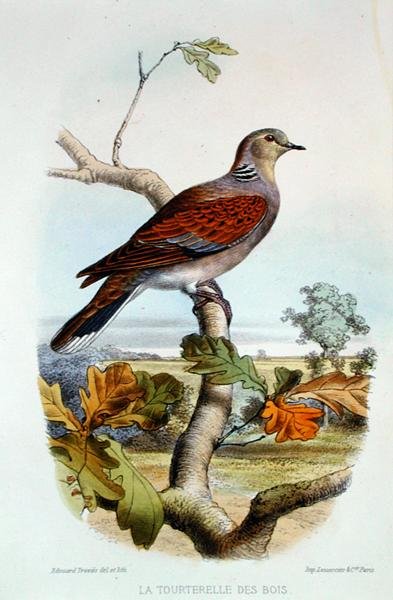 Die Turteltaube von Edouard Travies