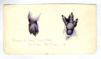 Zwei Studien des Fußes eines Kaiserpinguinkükens, 1901-04 von Edward Adrian Wilson
