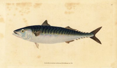 Atlantischer Makrele, Scomber scombrus (Makrele, Scomber scomber) von Edward Donovan