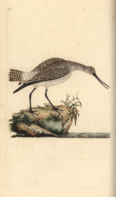 Pfuhlschnepfe, Limosa lapponica. Handkolorierte Kupferstichzeichnung und -gravur von Edward Donovan aus seinem eigenen „Natural History of British Birds“, London von Edward Donovan