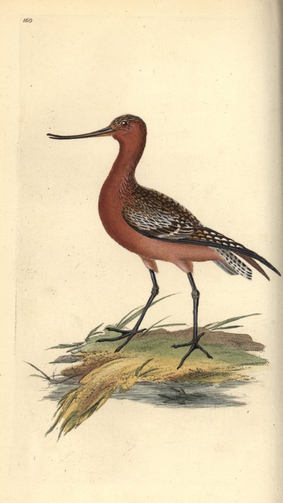 Pfuhlschnepfe, Limosa lapponica. Handkolorierte Kupferplatte von Edward Donovan aus seinem eigenen „Natural History of British Birds“ von Edward Donovan
