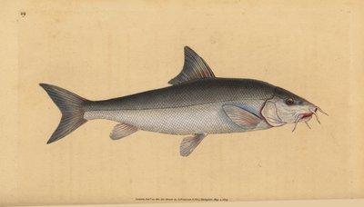 Barbe, Cyprinus barbus. Handkolorierte Kupferstichzeichnung und -gravur von Edward Donovan aus seiner „Natural History of British Fishes“ von Edward Donovan