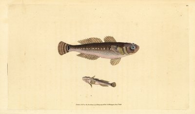 Schwarzer Grundel, Gobius niger. Handkolorierte Kupferstichzeichnung und -gravur von Edward Donovan aus seiner „Natural History of British Fishes“, Donovan und F.C. und J. Rivington, London von Edward Donovan