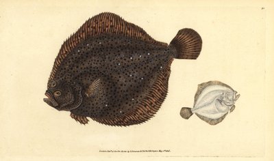 Steinbutt oder Perlscholle, Scophthalmus rhombus (Pleuronectes rhombus). Handkolorierte Kupferstichzeichnung und Gravur von Edward Donovan aus seiner Natural History of British Fishes, Donovan und F.C. und J. Rivington, London von Edward Donovan