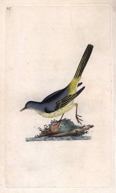 Gebirgsstelze. Motacilla cinerea. Kupferstich von Edward Donovan (1768-1837), veröffentlicht in „Histoire naturelle des oiseaux britanniques“, London von Edward Donovan