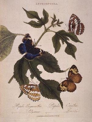 Schmetterlinge: Papilio Erymanthis; Papilio Orythia; Papilio Polyxena; Papilio Leucothoe, veröffentlicht vom Künstler von Edward Donovan