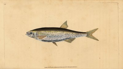 Ukelei, Alburnus alburnus (Cyprinus alburnus). Handkolorierte Kupferstichzeichnung und Gravur von Edward Donovan aus seiner Natural History of British Fishes, Donovan und F.C. und J. Rivington, London von Edward Donovan