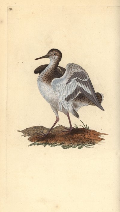 Flussuferläufer (Actitis hypoleucos). Handkolorierter Kupferstich von Edward Donovan aus seinem Werk „Natural History of British Birds“, London von Edward Donovan
