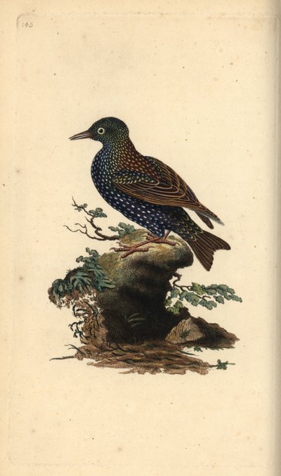 Star, Sturnus vulgaris. Handkolorierte Kupferstichzeichnung und -gravur von Edward Donovan aus seinem eigenen „Natural History of British Birds“, London von Edward Donovan