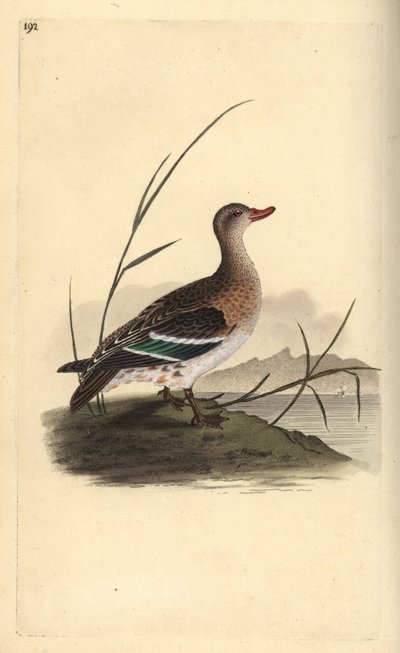 Krickente, Anas crecca, Weibchen von Edward Donovan