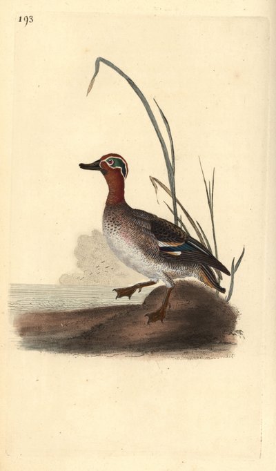 Krickente, Anas crecca, männlich. Handkolorierter Kupferstich gezeichnet und gestochen von Edward Donovan aus seinem eigenen „Natural History of British Birds“, London von Edward Donovan