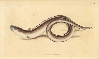 Meeraal, Muraena conger. Handkolorierte Kupferplatte gezeichnet und graviert von Edward Donovan aus seiner Naturgeschichte der britischen Fische, Donovan und F.C. und J. Rivington, London von Edward Donovan