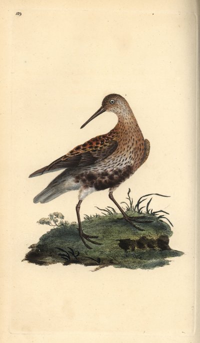 Alpenstrandläufer, Calidris alpina. Handkolorierte Kupferplatte gezeichnet und graviert von Edward Donovan aus seiner eigenen „Natural History of British Birds,“ London von Edward Donovan