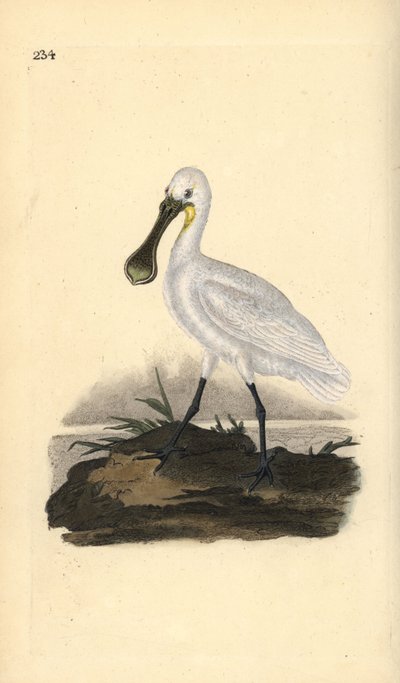 Löffler, Platalea leucorodia. Handkolorierte Kupferplatte gezeichnet und graviert von Edward Donovan aus seiner Natural History of British Birds, London von Edward Donovan
