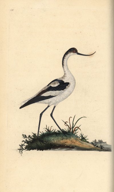 Säbelschnäbler (Recurvirostra avosetta). Handkolorierter Kupferstich von Edward Donovan aus seinem Werk „Natural History of British Birds“, London von Edward Donovan