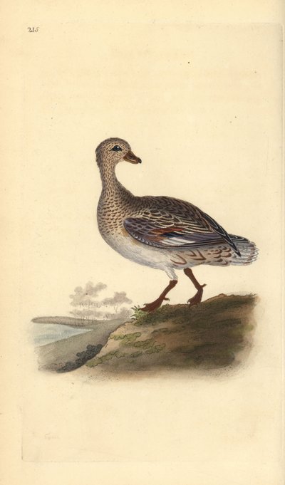 Schnatterente (weiblich), Anas strepera. Handkolorierter Kupferstich gezeichnet und gestochen von Edward Donovan aus seinem eigenen „Natural History of British Birds“, London von Edward Donovan