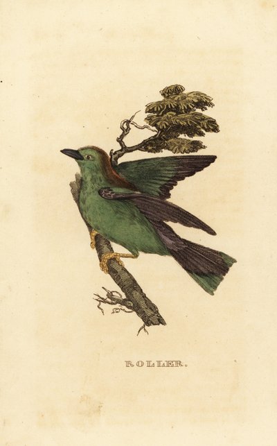 Garrulus-Roller oder Europäischer Roller, Coracias garrulus von Edward Donovan