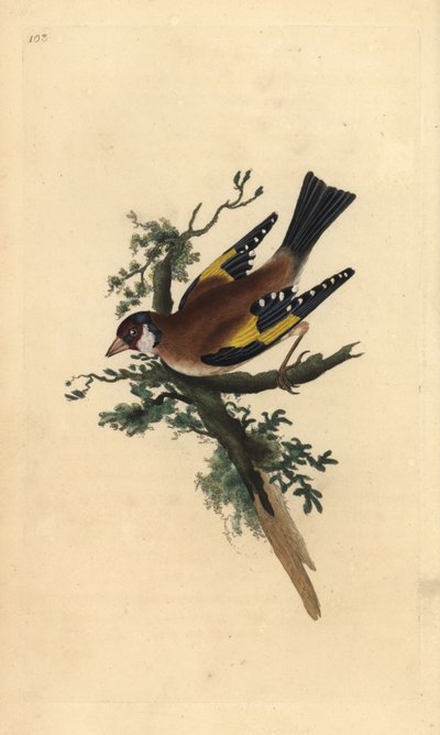 Stieglitz, Carduelis carduelis. Handkolorierte Kupferstich von Edward Donovan aus seiner Natural History of British Birds, London von Edward Donovan