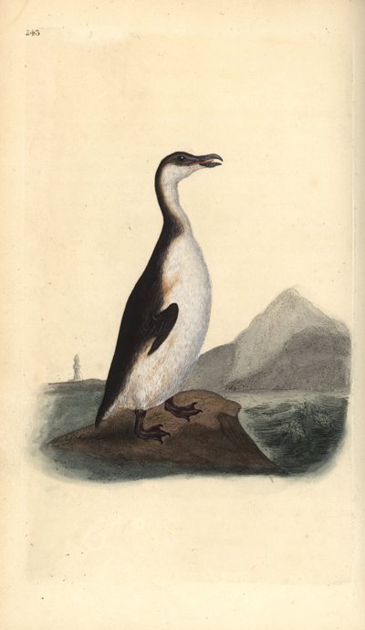 Riesenalk, Pinguinus impennis, 1844 von Eiersammlern ausgerottet. Handkolorierte Kupferstichzeichnung und -gravur von Edward Donovan aus seiner „Natural History of British Birds“ von Edward Donovan