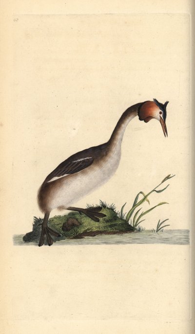 Haubentaucher, Podiceps cristatus. Handkolorierter Kupferstich von Edward Donovan aus seiner eigenen „Natural History of British Birds“, London von Edward Donovan