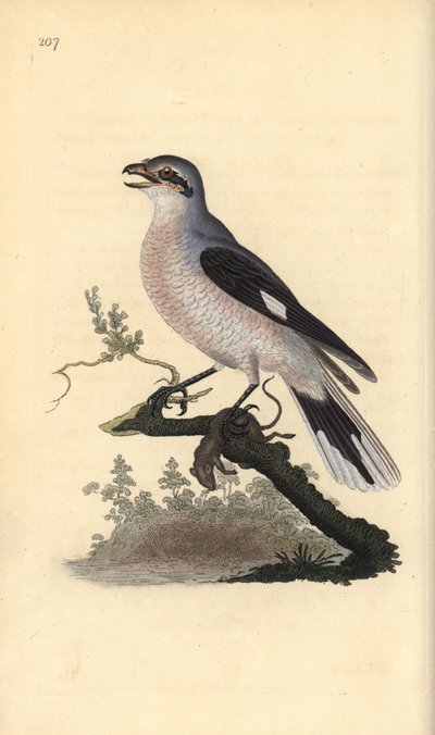 Raubwürger (weiblich), Lanius excubitor. Handkolorierte Kupferstich von Edward Donovan aus seiner Natural History of British Birds, London von Edward Donovan