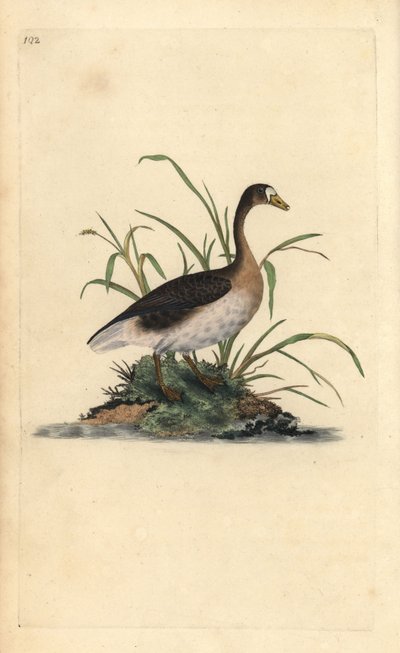Blässgans, Anser albifrons. Handkolorierte Kupferplatte gezeichnet und graviert von Edward Donovan aus seiner Natural History of British Birds, London von Edward Donovan