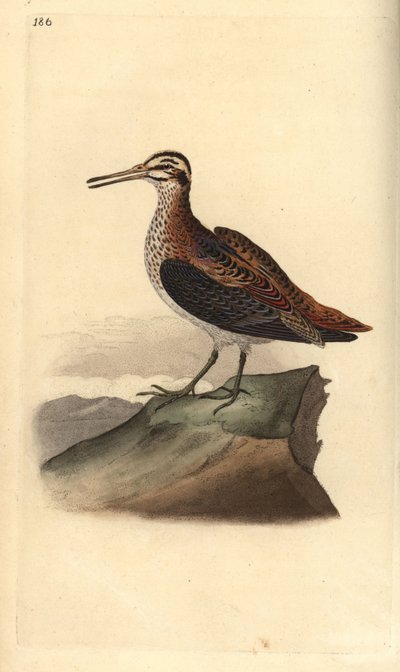 Zwergschnepfe, Lymnocryptes minimus. Handkolorierte Kupferplatte von Edward Donovan aus seinem eigenen „Natural History of British Birds“ von Edward Donovan