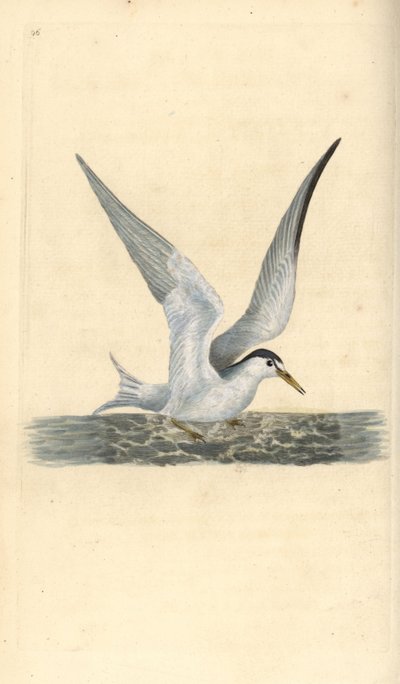 Zwergseeschwalbe, Sternula albifrons. Handkolorierte Kupferstichzeichnung und -gravur von Edward Donovan aus seiner Natural History of British Birds, London von Edward Donovan