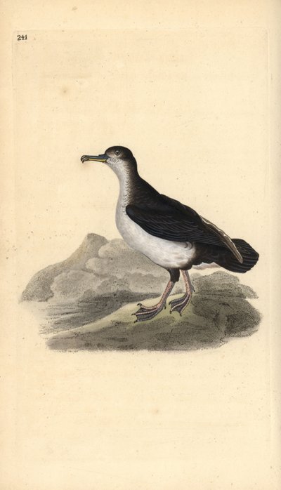 Puffinus puffinus. Handkolorierte Kupferplatte von Edward Donovan aus seinem eigenen „Natural History of British Birds“ von Edward Donovan