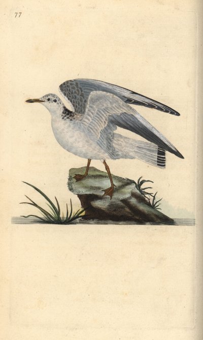 Sturmmöwe, Larus canus. Handkolorierte Kupferstichzeichnung und -gravur von Edward Donovan aus seiner „Natural History of British Birds“ von Edward Donovan