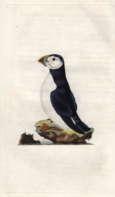 Papageitaucher. Fratercula arctica (Alca arctica). Kupferstich von Edward Donovan (1768-1837), veröffentlicht in Histoire naturelle des oiseaux britanniques, London von Edward Donovan