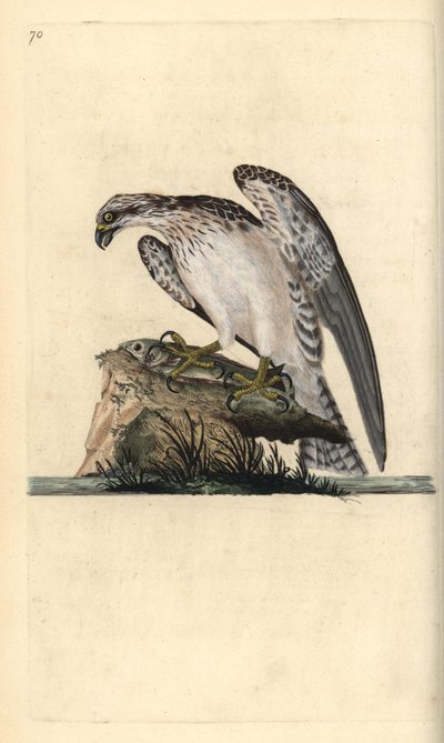 Fischadler, Pandion haliaetus, stehend auf einem gefangenen Fisch. Handkolorierte Kupferplatte gezeichnet und graviert von Edward Donovan aus seiner Natural History of British Birds, London von Edward Donovan