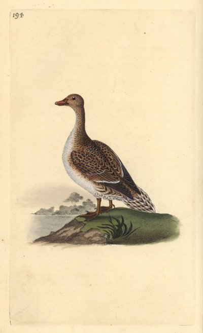 Spießente, Anas acuta, weiblich. Handkolorierte Kupferplatte von Edward Donovan aus seinem eigenen „Natural History of British Birds“ von Edward Donovan