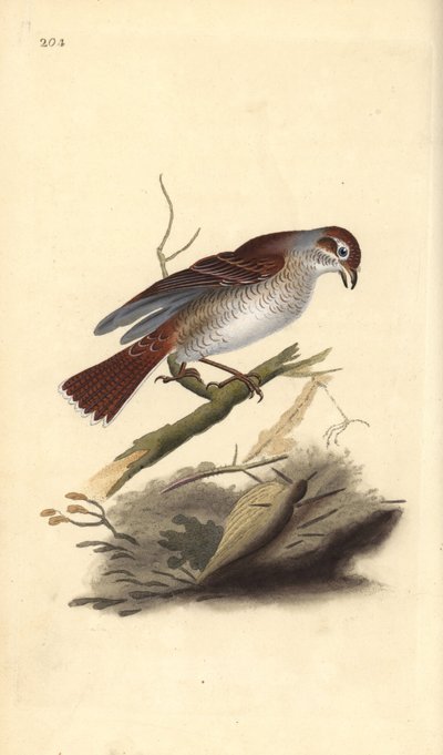 Neuntöter (weiblich), Lanius collurio. Handkolorierter Kupferstich gezeichnet und gestochen von Edward Donovan aus seinem eigenen „Natural History of British Birds“, London von Edward Donovan