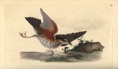Rotdrossel, Turdus iliacus. Handkolorierte Kupferstichzeichnung und -gravur von Edward Donovan aus seinem eigenen „Natural History of British Birds“, London von Edward Donovan