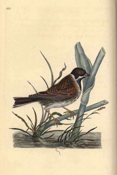 Rohrammer (Emberiza schoeniculus). Handkolorierter Kupferstich von Edward Donovan aus seinem Werk „Natural History of British Birds“, London von Edward Donovan