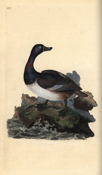 Ringelente (Aythya collaris). Handkolorierter Kupferstich von Edward Donovan aus seinem Werk „Natural History of British Birds“, London von Edward Donovan