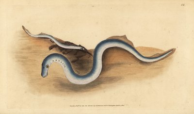 Flussneunauge, Lampetra fluviatilis (Lampern oder kleines Neunauge, Petromyzon fluviatilis). Handkolorierte Kupferplatte gezeichnet und graviert von Edward Donovan aus seiner Natural History of British Fishes, Donovan und F.C. und J. Rivington, London von Edward Donovan