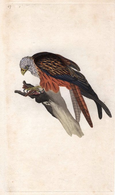 Roter Milan. Milvus milvus. Kupferstich von Edward Donovan (1768-1837), veröffentlicht in „Histoire naturelle des oiseaux britanniques“, London von Edward Donovan