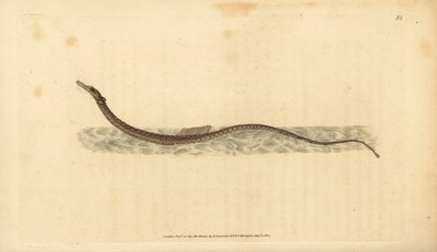 Sargassum-Rohrfisch oder pelagischer Rohrfisch. Handkolorierte Kupferplatte gezeichnet und graviert von Edward Donovan aus seiner Natural History of British Fishes, Donovan und F.C. und J. Rivington, London von Edward Donovan