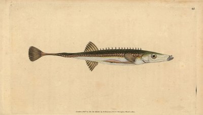 Seestichling, Spinachia spinachia. Handkolorierte Kupferstichzeichnung und -gravur von Edward Donovan aus seiner „Natural History of British Fishes“, Donovan und F.C. und J. Rivington, London von Edward Donovan