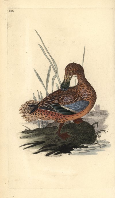 Löffelente (Weibchen), Anas clypeata. Handkolorierte Kupferstichzeichnung und -gravur von Edward Donovan aus seinem eigenen „Natural History of British Birds“, London von Edward Donovan