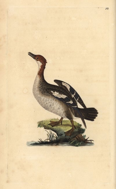 Zwergsäger, Mergellus albellus, Weibchen. Handkolorierte Kupferstichzeichnung und -gravur von Edward Donovan aus seinem eigenen „Natural History of British Birds“, London von Edward Donovan