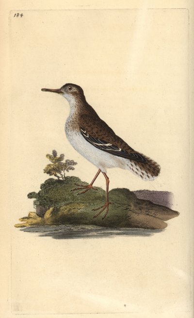 Fleckenstrandläufer, Actitis macularia von Edward Donovan