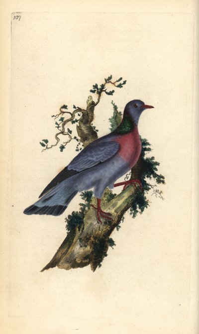 Hohltaube, Columba oenas. Handkolorierte Kupferplatte von Edward Donovan aus seinem eigenen „Natural History of British Birds“ von Edward Donovan