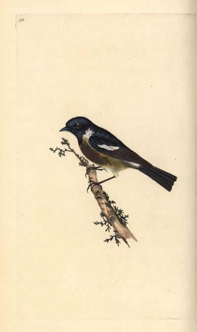 Schwarzkehlchen, Saxicola rubicola. Handkolorierte Kupferplatte gezeichnet und graviert von Edward Donovan aus seiner Natural History of British Birds, London von Edward Donovan