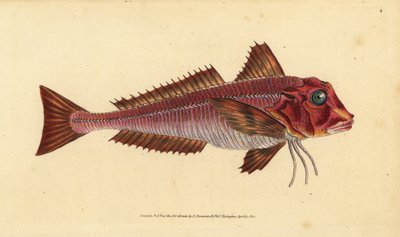 Gestreifter Knurrhahn, Trigloporus lastoviza (Trigla lineata) von Edward Donovan