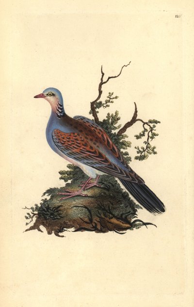 Turteltaube, Streptopelia turtur. Handkolorierte Kupferplatte gezeichnet und graviert von Edward Donovan aus seiner Natural History of British Birds (1794-1819) von Edward Donovan