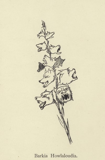 Barkia Howlaloudia von Edward Lear