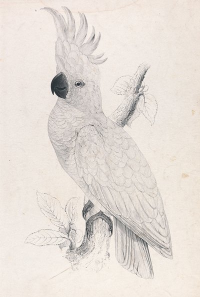 Kleiner Gelbhaubenkakadu (Tafel 4) von Edward Lear